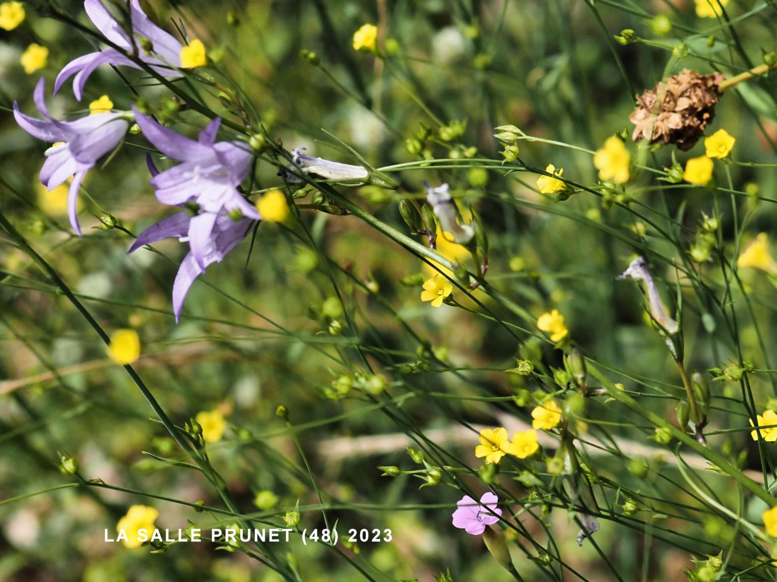 Flax, [Three-styled]